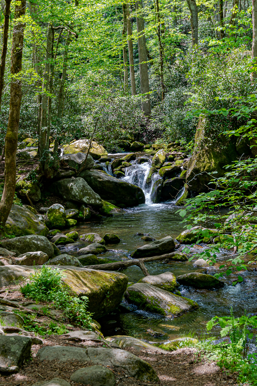 Cades Cove Loop Road