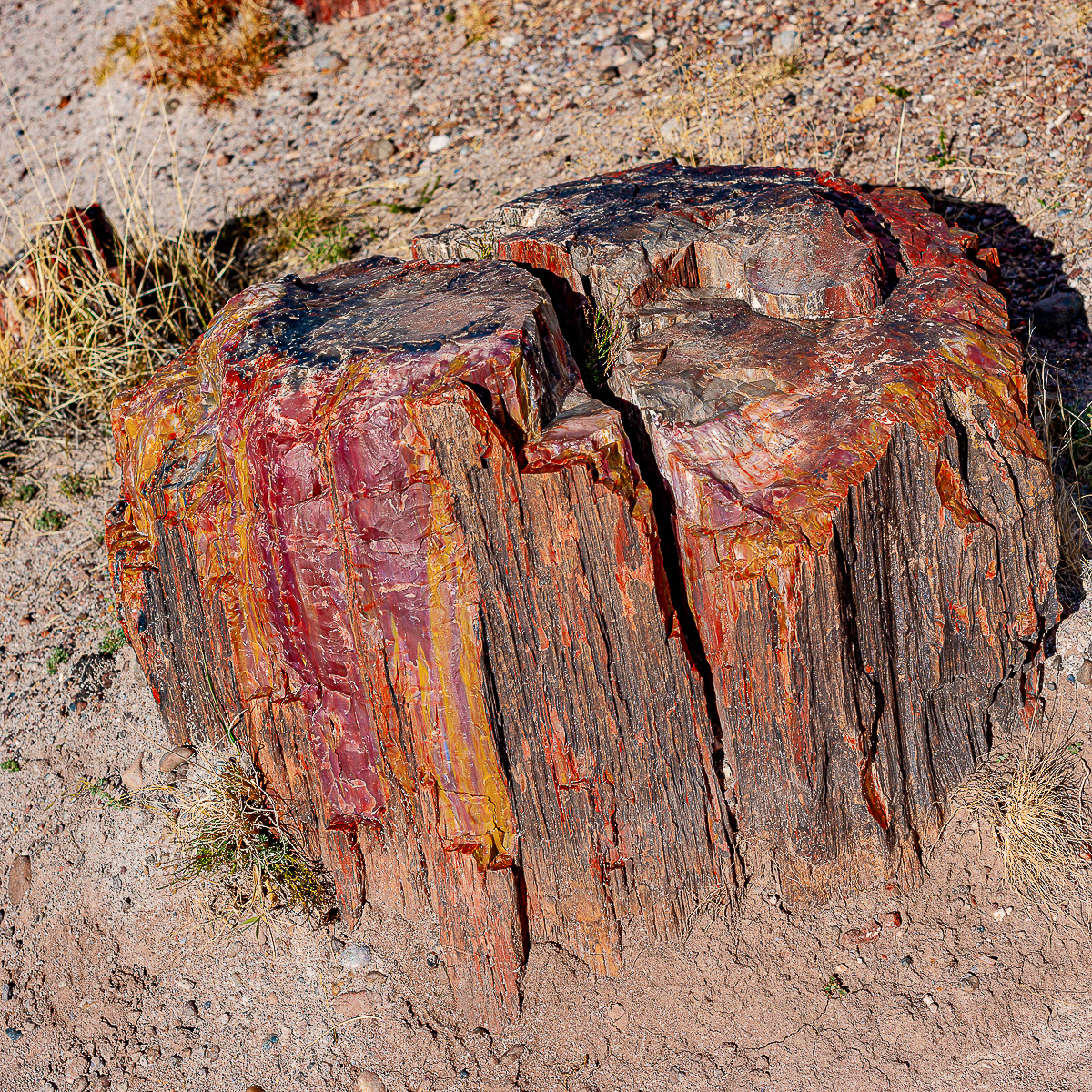 Petrified Forest National Park