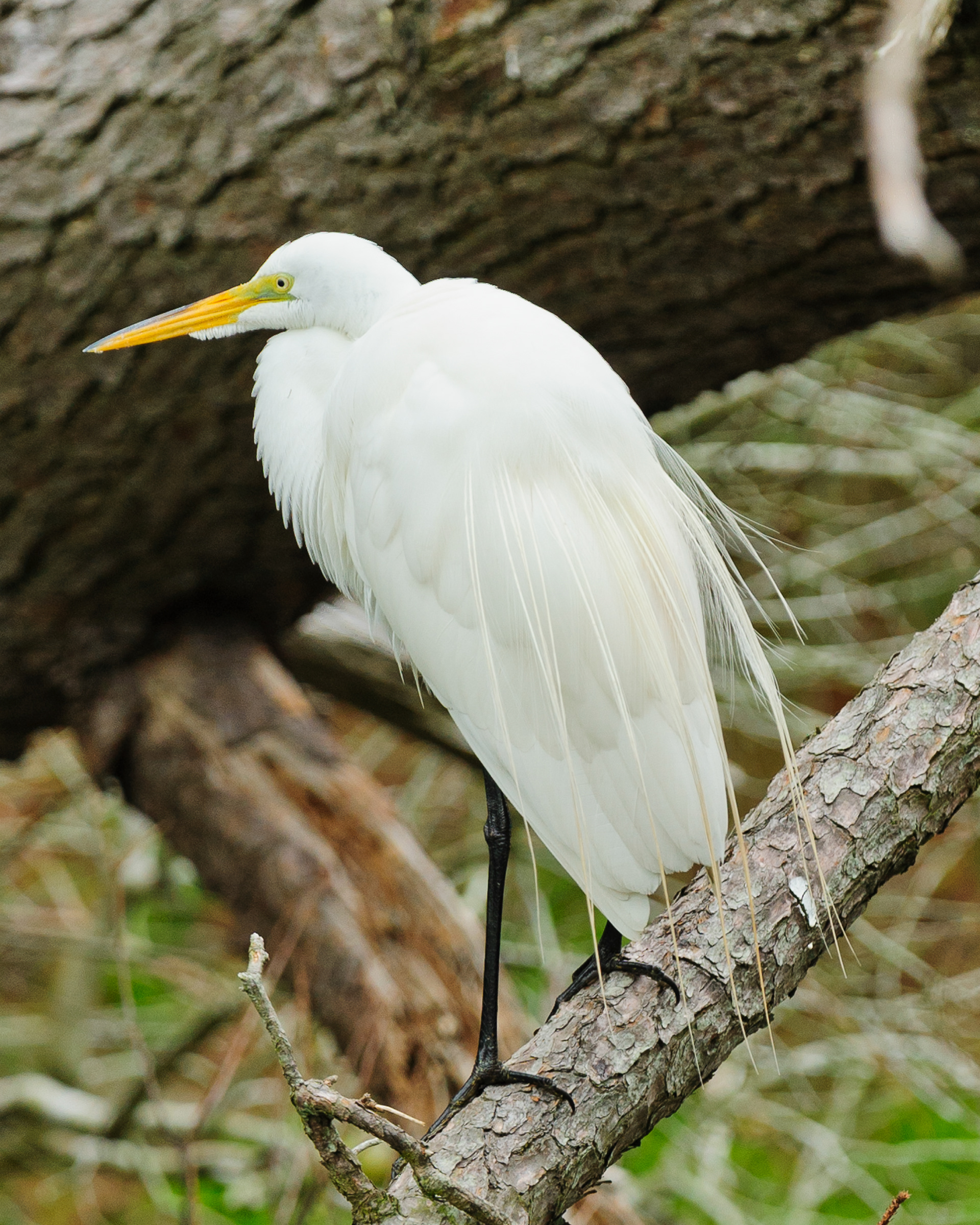 Great Egret, Assateague Island National Seashore
