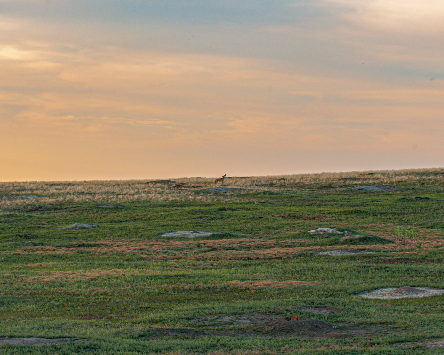 Coyote, Teddy Roosevelt National Park