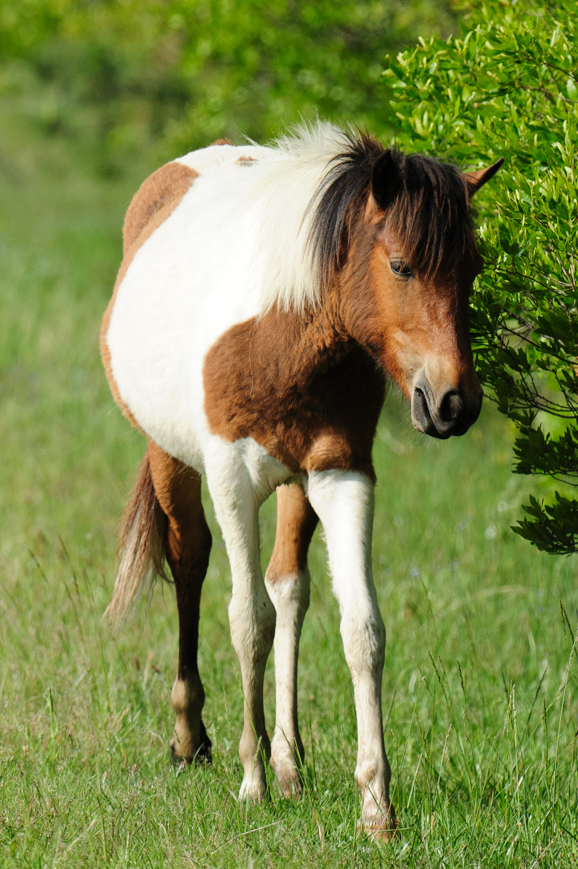Feral Pony, Assateague Island National Seashore 