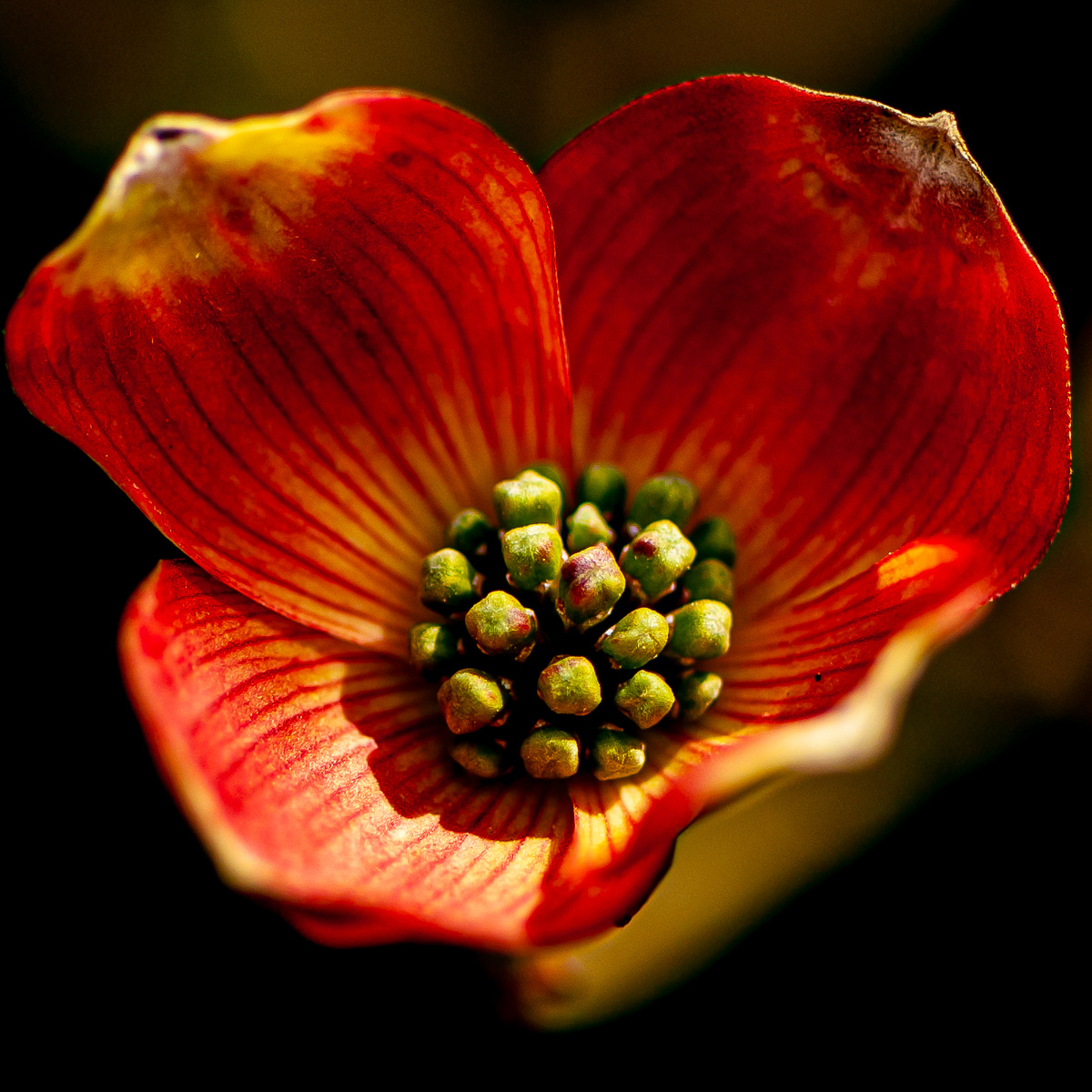 Franciscan Monastery of the Holy Land in America