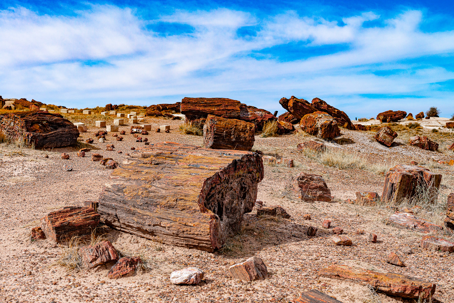Petrified Forest National Park