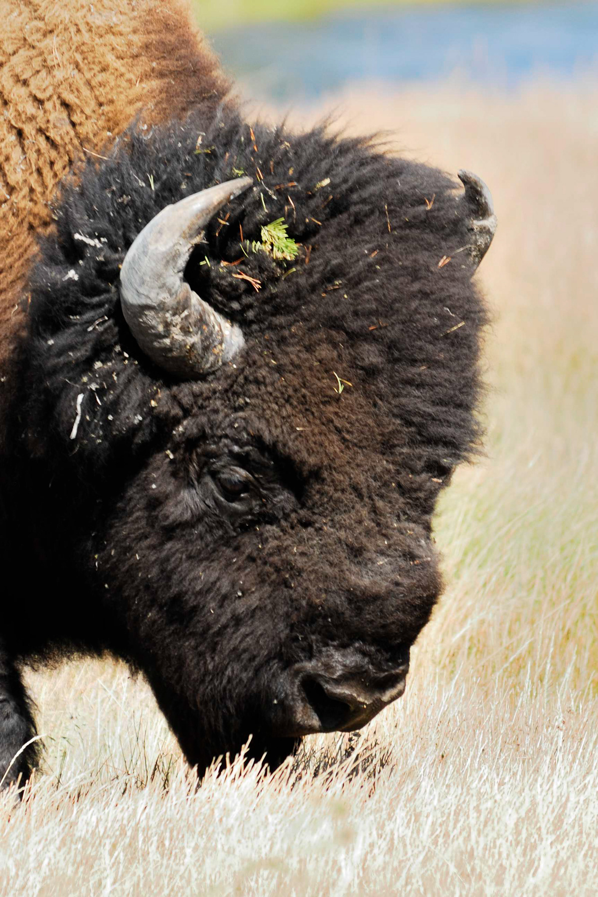 Bison, Yellowstone National Park