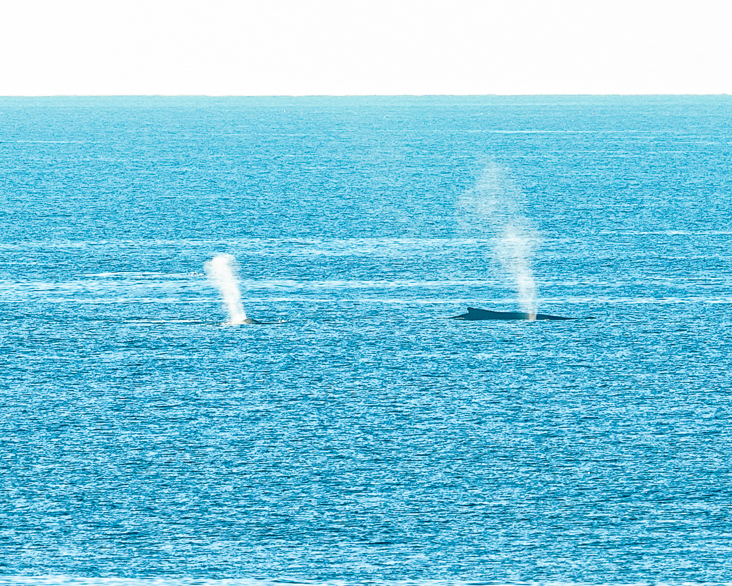 Humpback Whales, Big Island