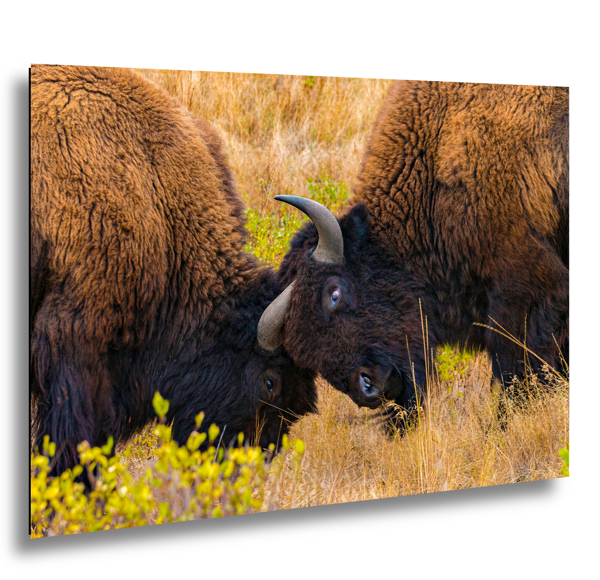 Young Bison Battle