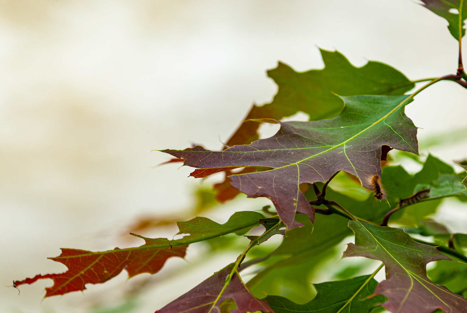 Great Falls Park Virginia