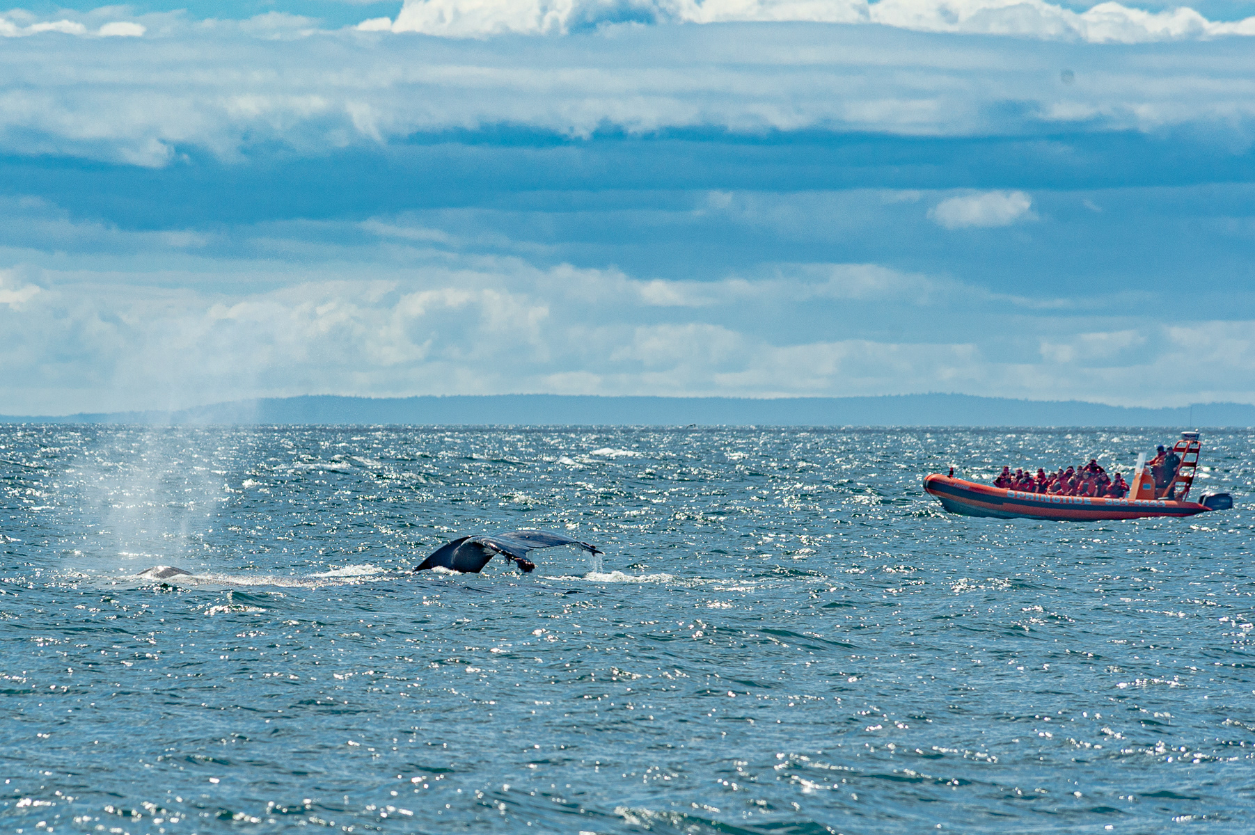 Humpback Whale, Victoria