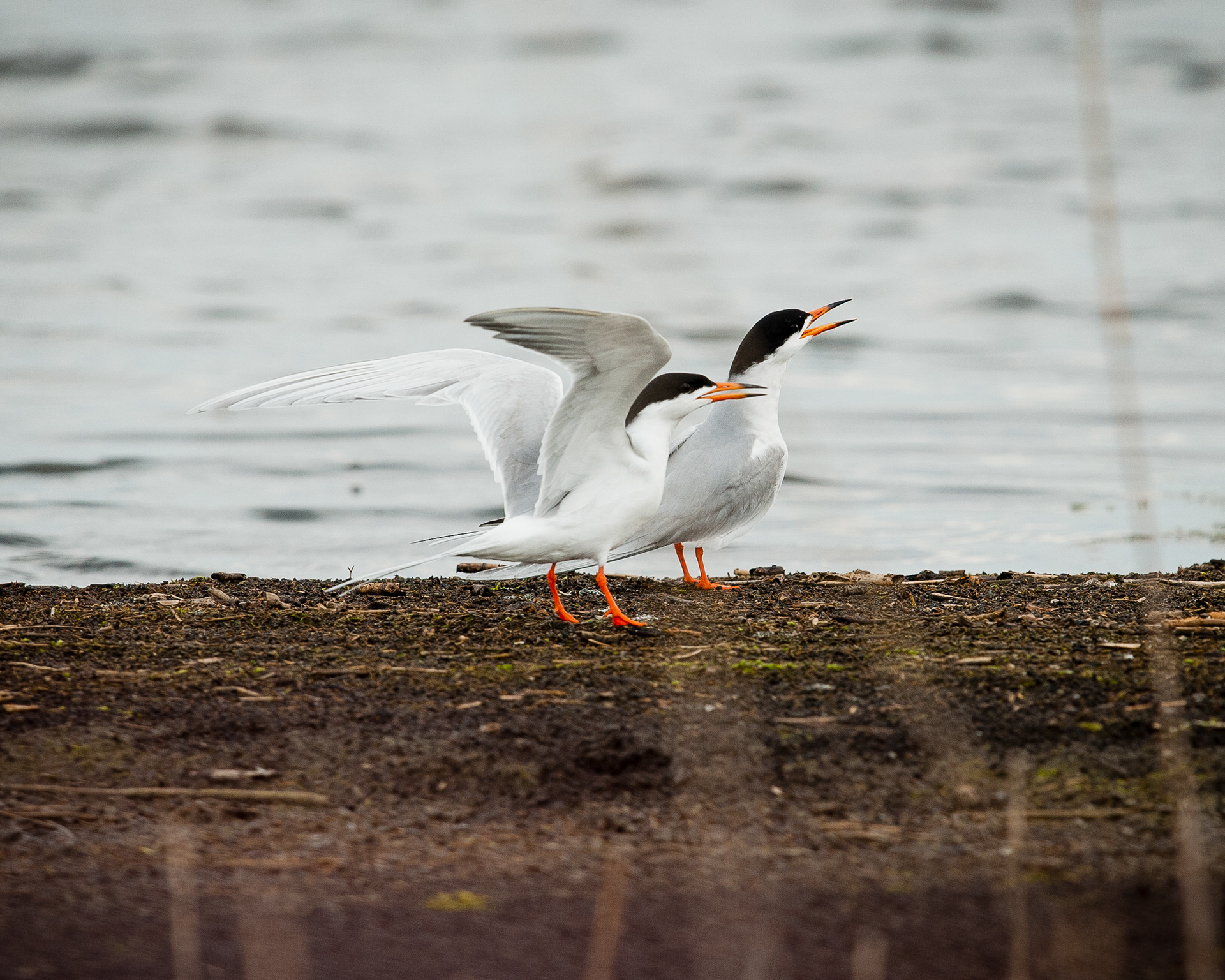 Forsters Tern, Bombay Hook National Wildlife Refuge