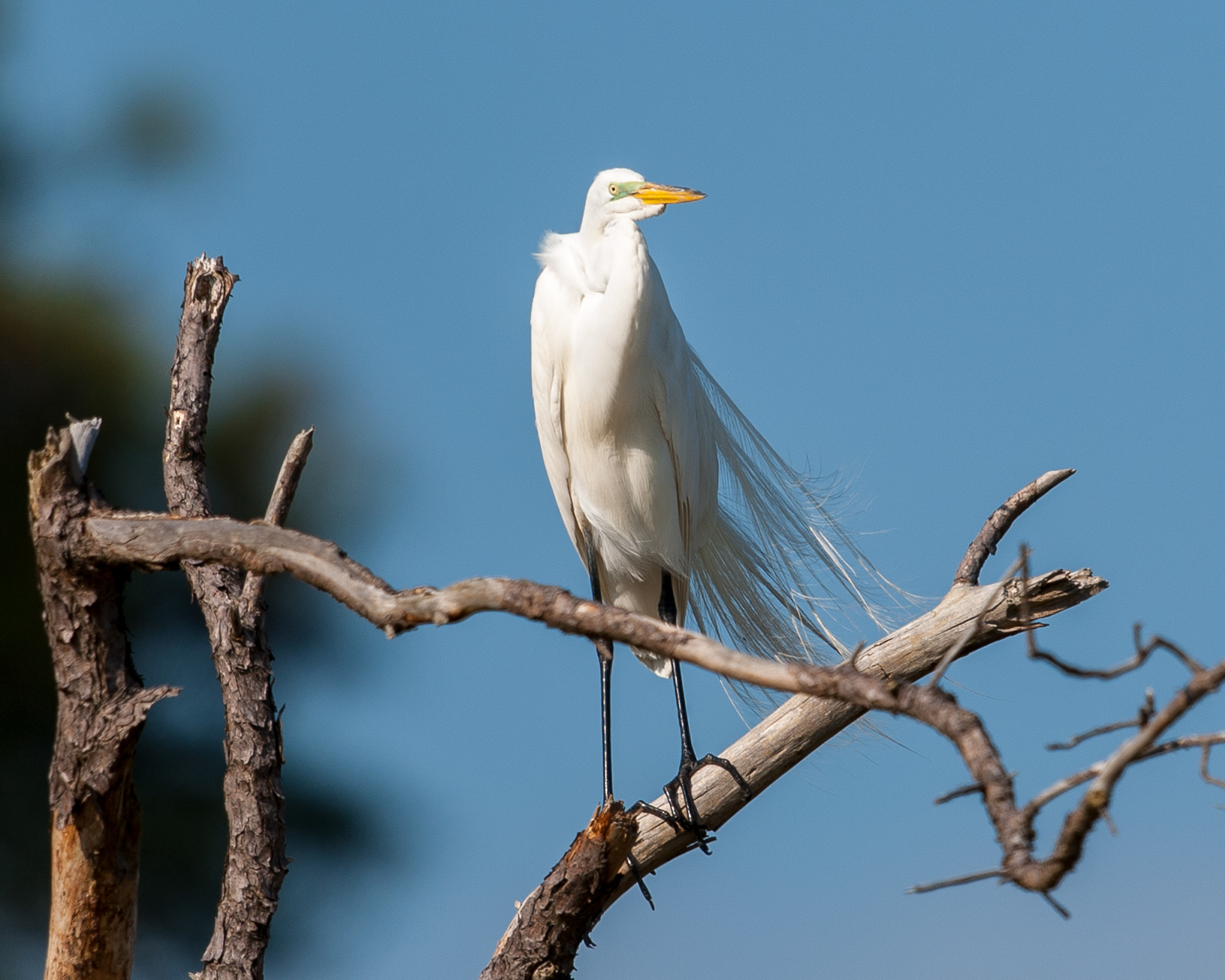 Great Egret, Cape May