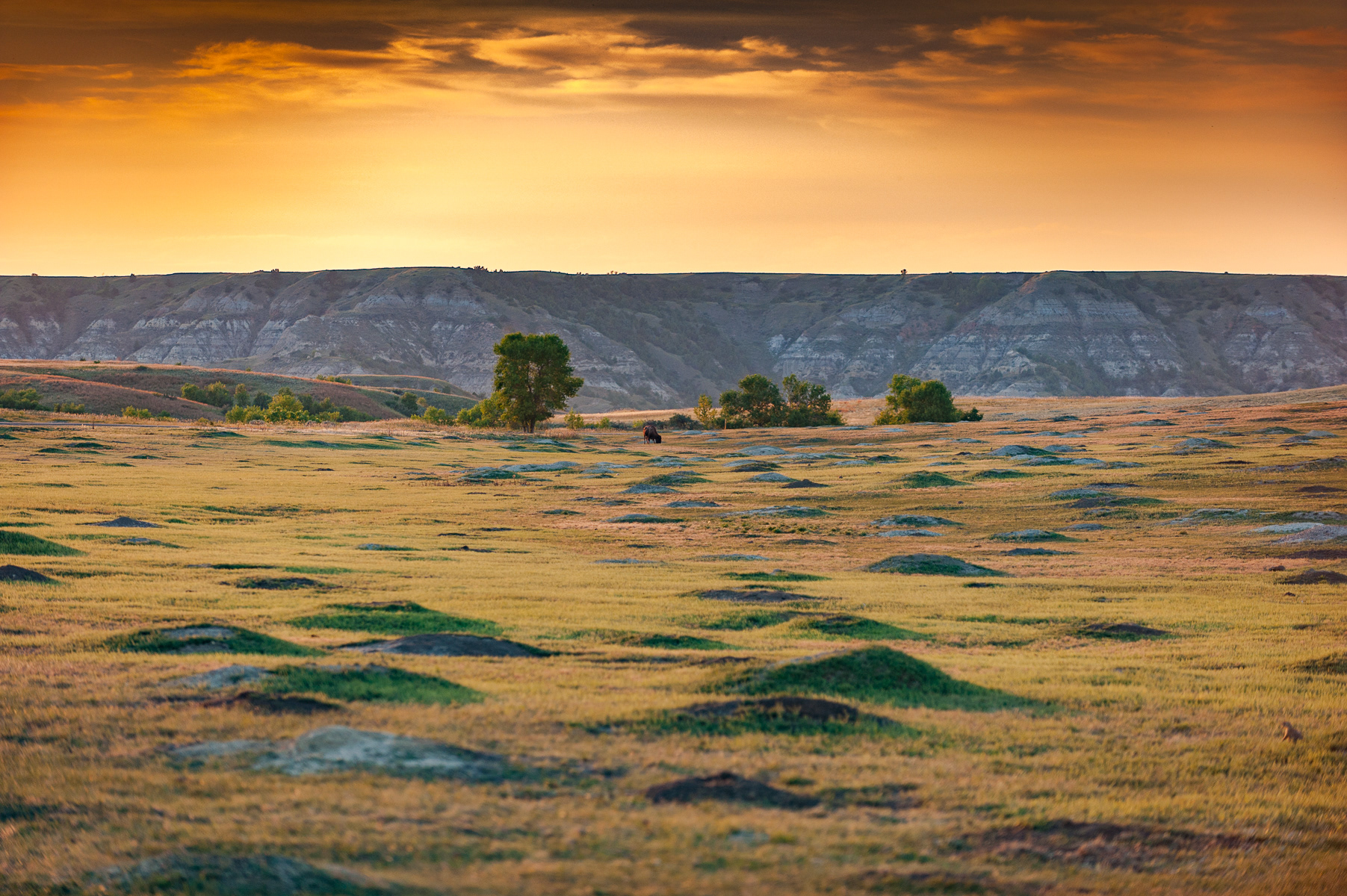 Bison, Teddy Roosevelt National Park
