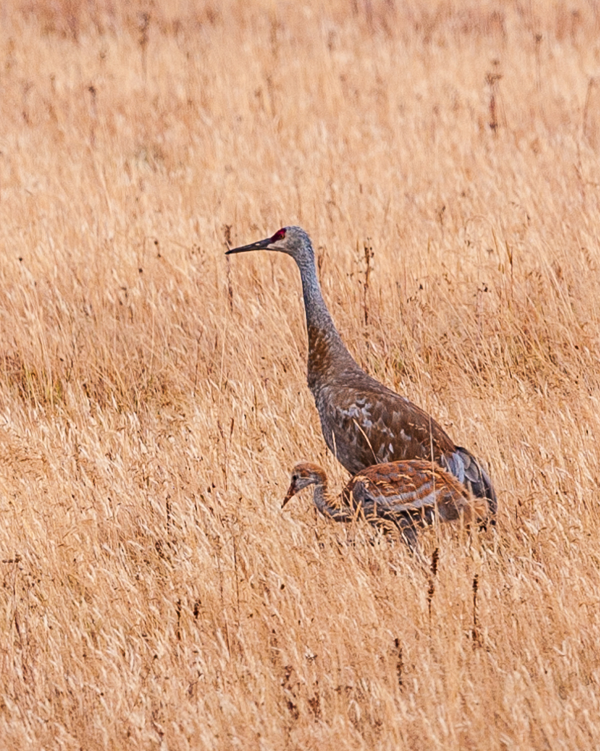 Sandhill Cranes, Yellowstone National Park
