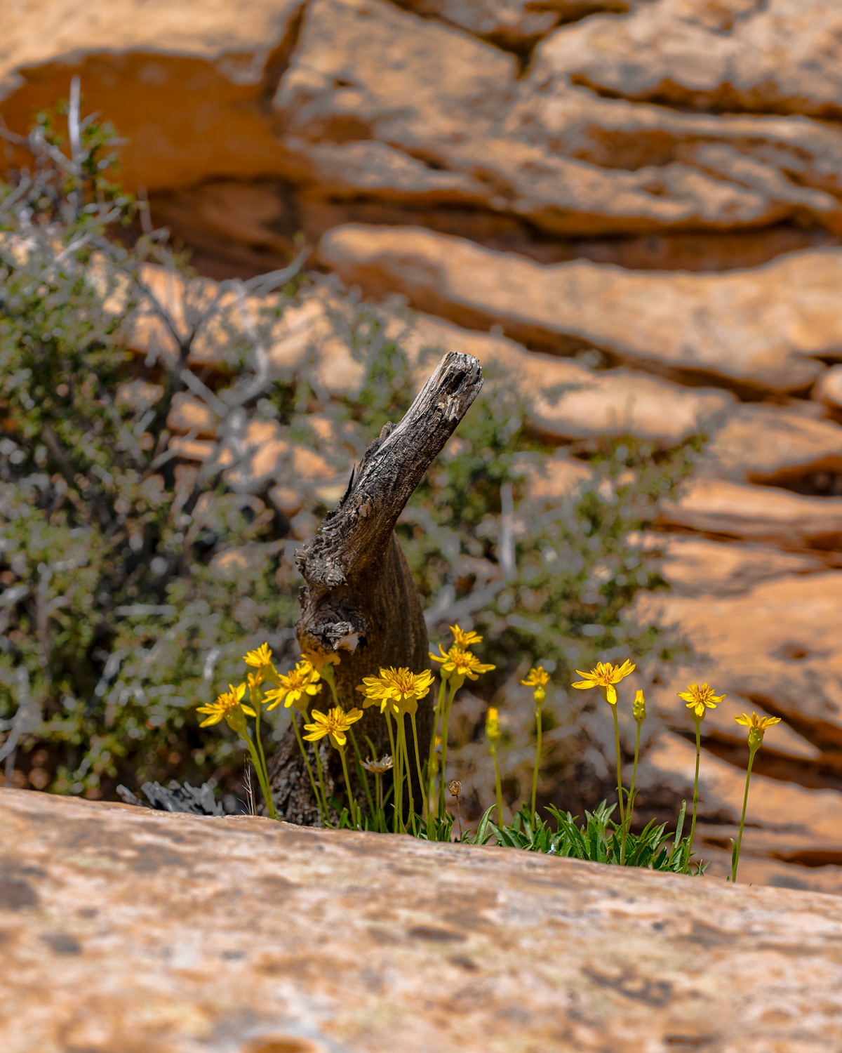Unknown, Island in the Sky, Canyonlands National Park