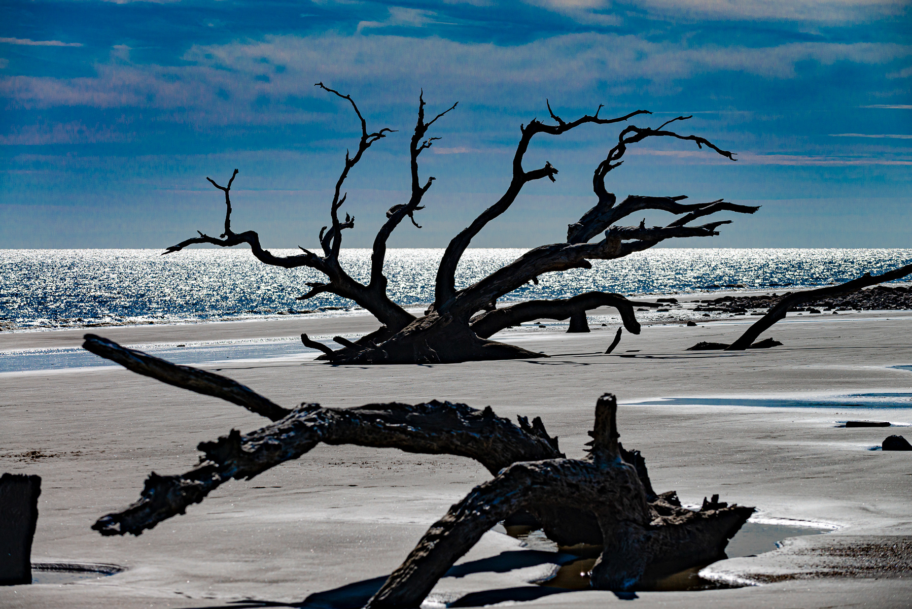 Driftwood Beach, Jekyll Island