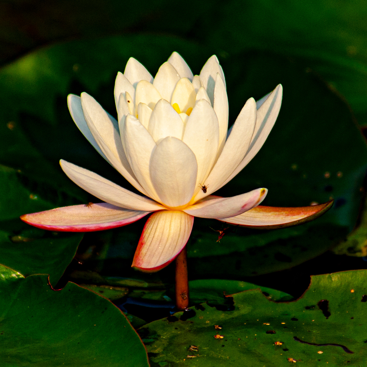 Water Lilly, National Wildlife Refuge Laurel Maryland