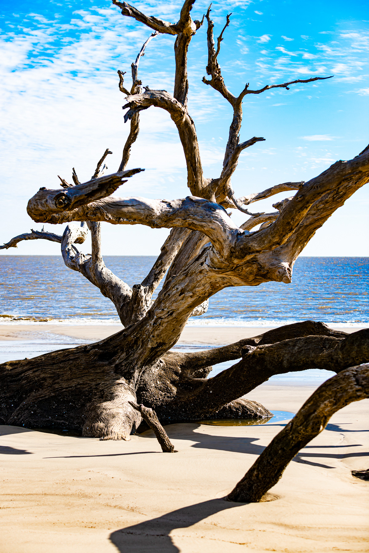 Driftwood Beach, Jekyll Island