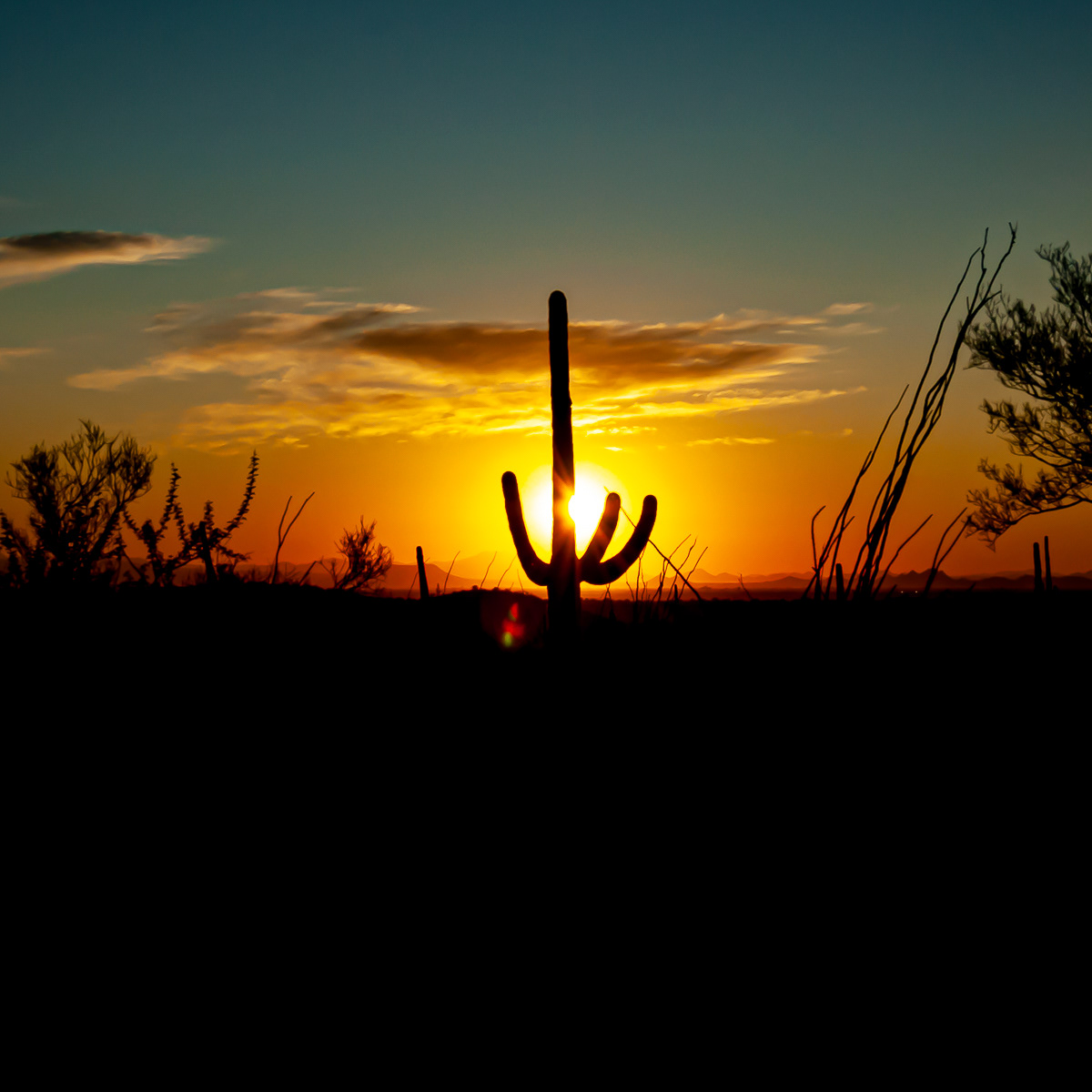 Saguaro National Park