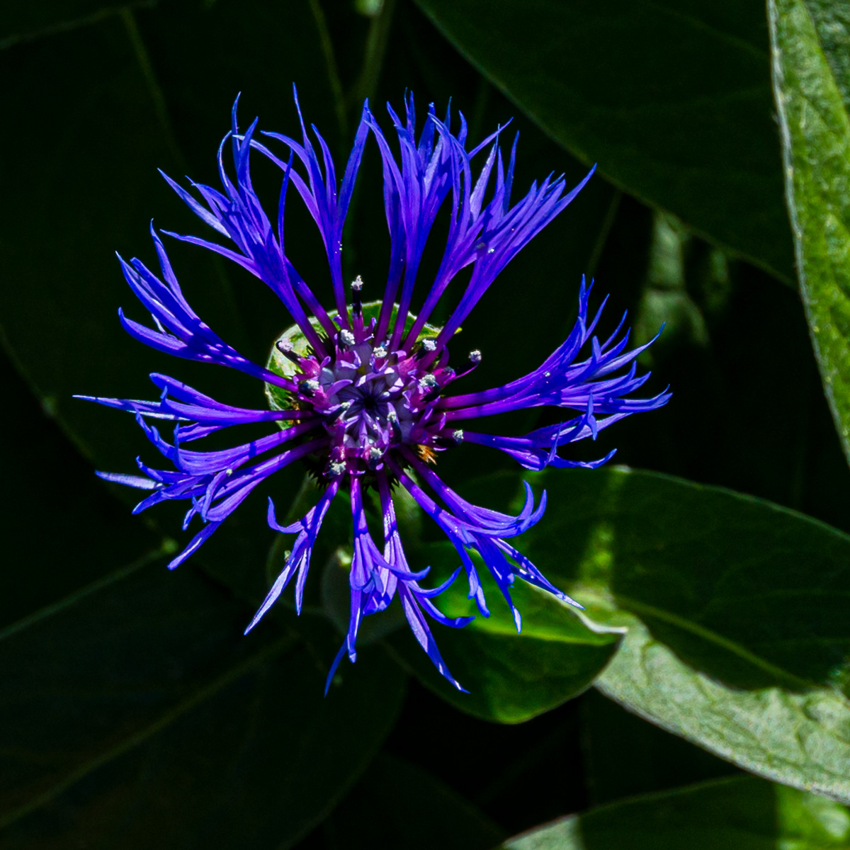 Mountain Cornflower