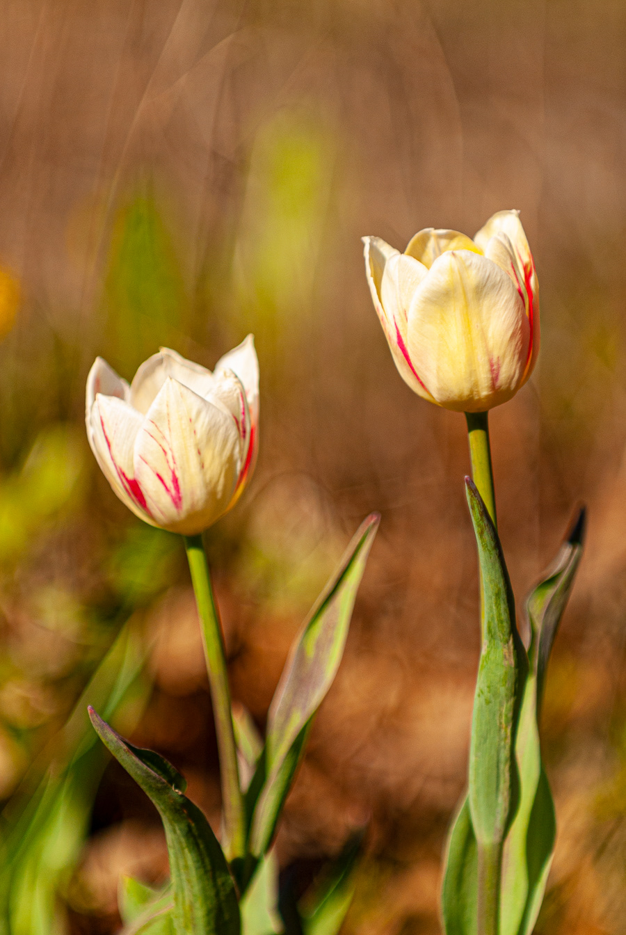 Tulip, The Greenbriar