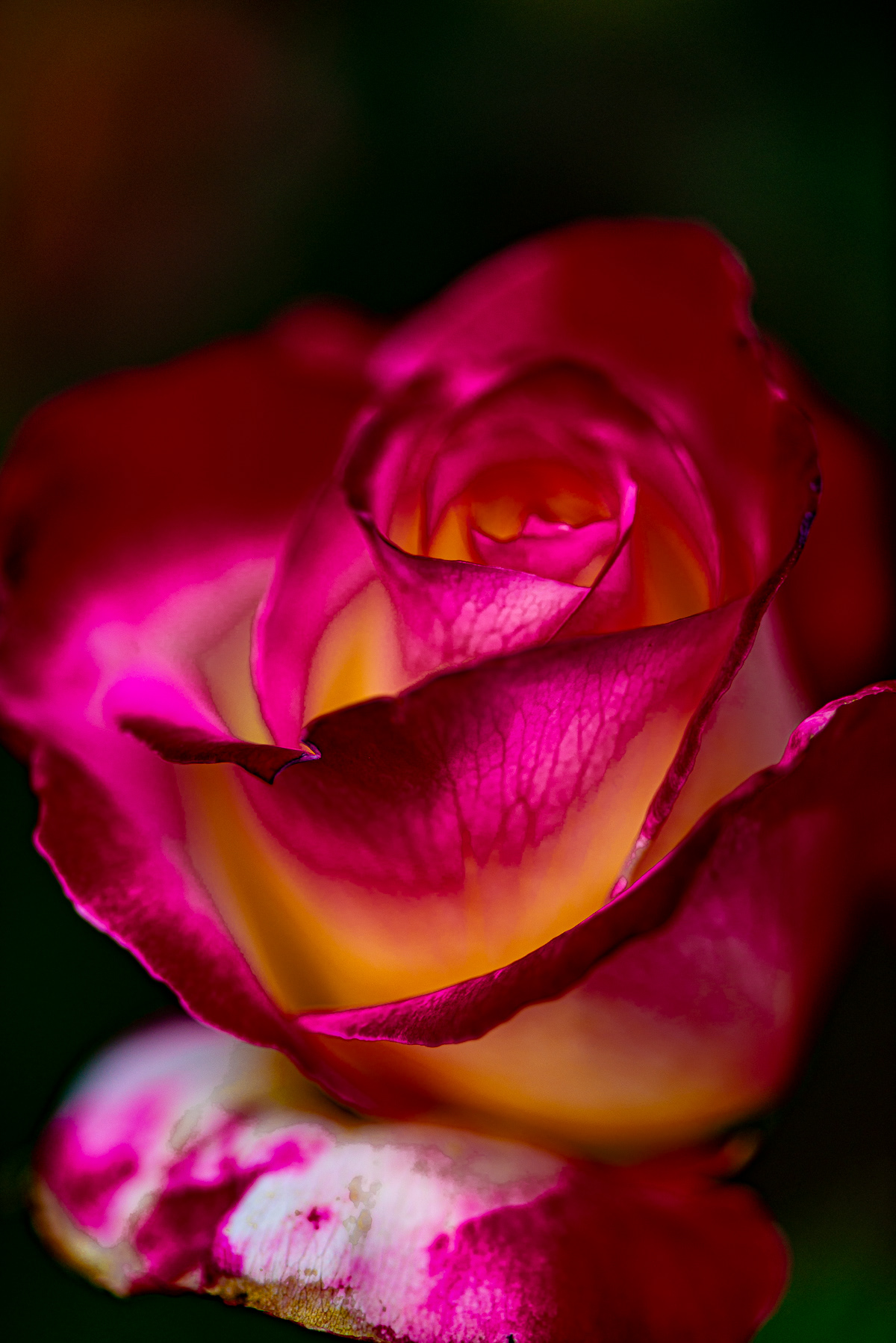 Garden Rose, Butchart Gardens, Brentwood Bay