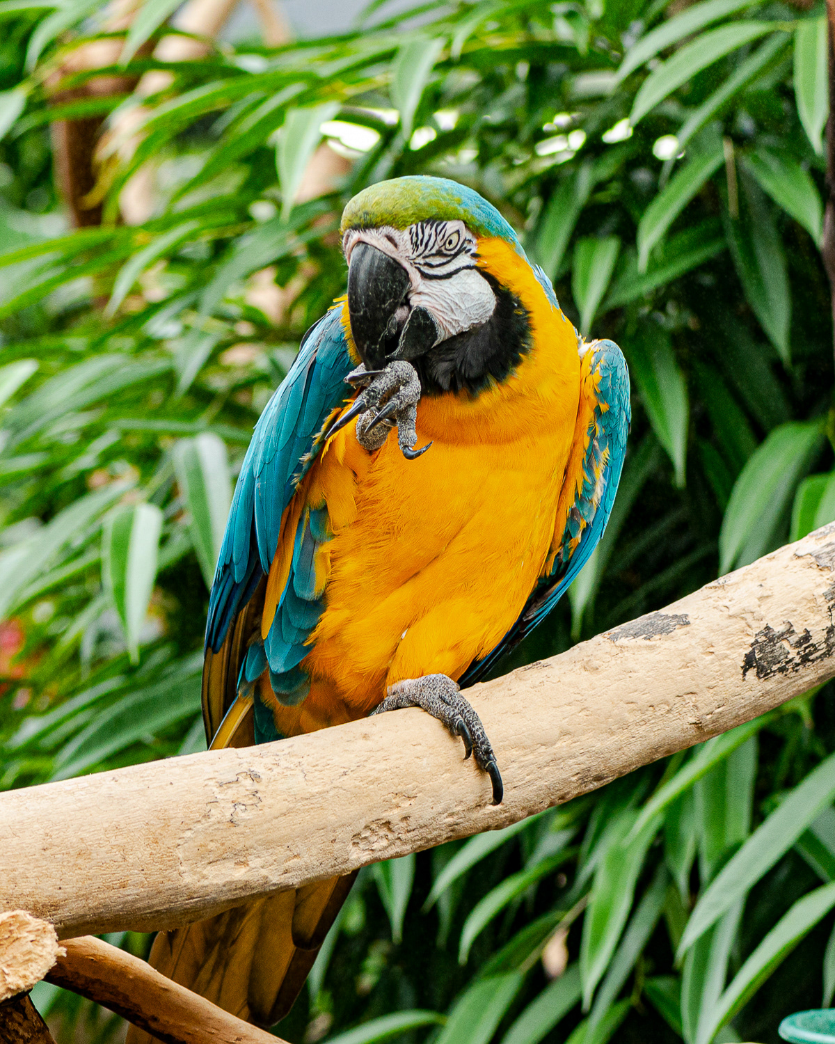 Macaw, Victoria Butterfly Garden (captive)