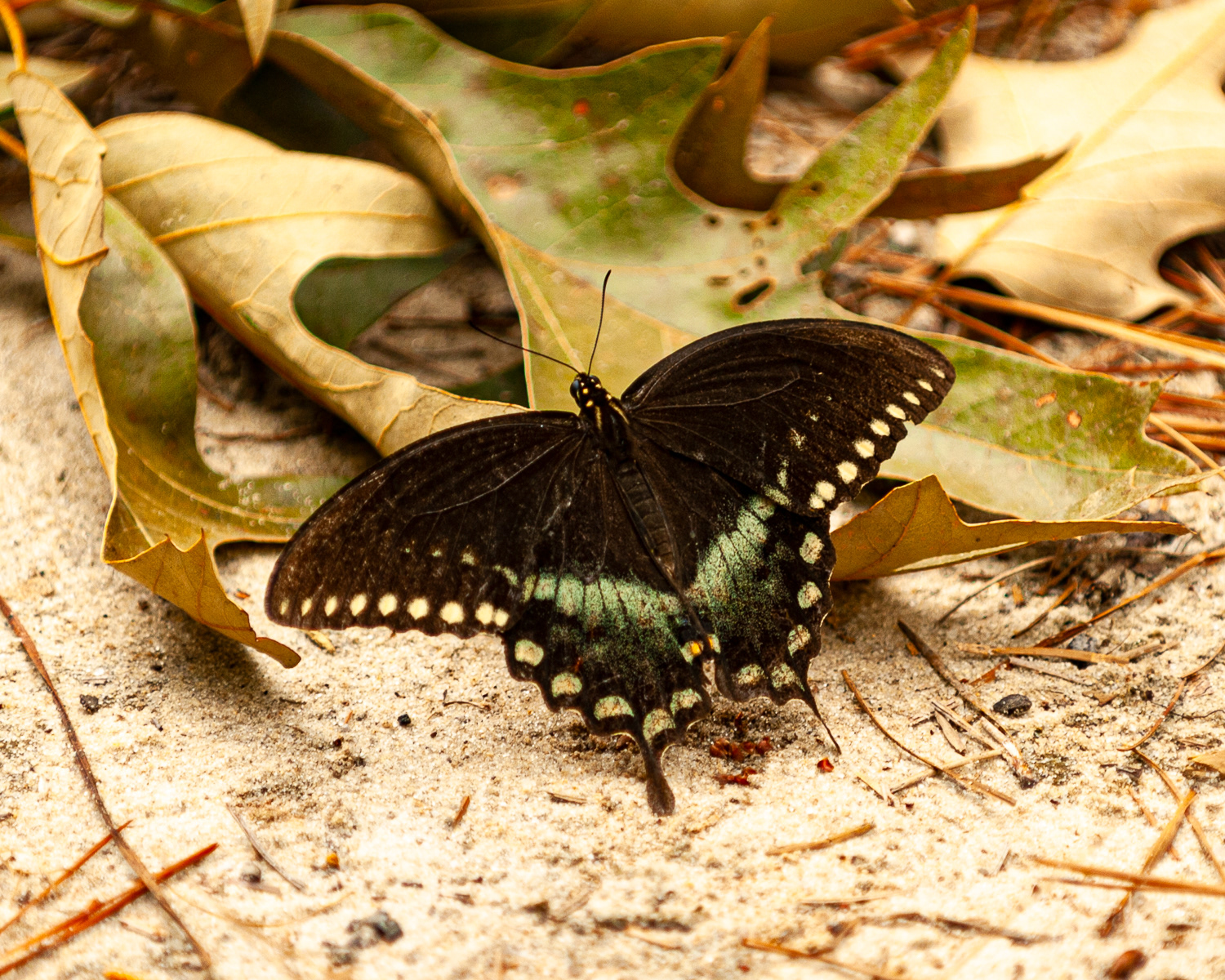 Spicebush Swallowtail, Eastern Shore