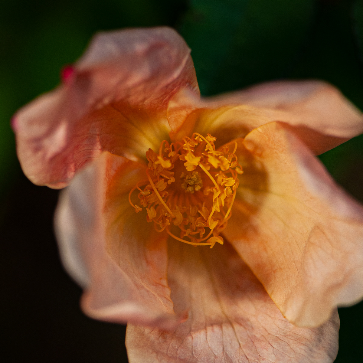 Camellia, Elizabethan Gardens, Manteo