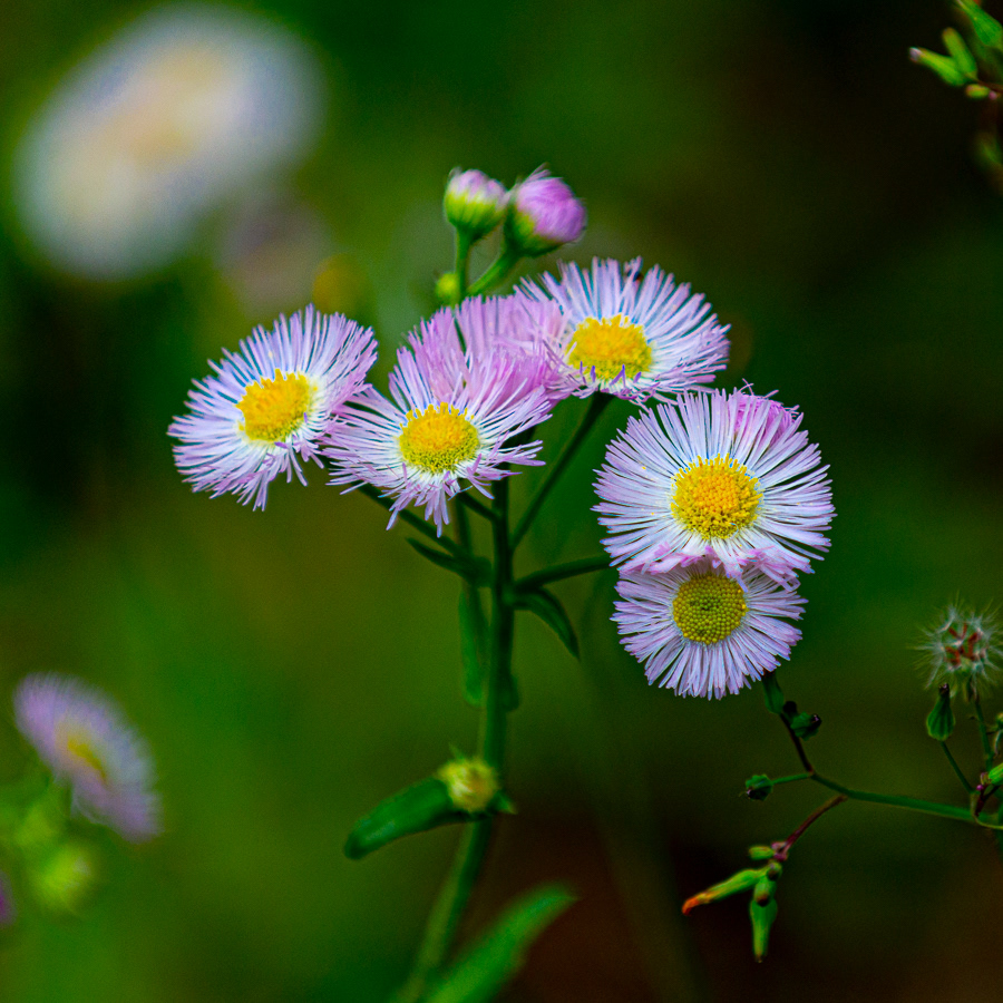 Cades Cove Loop Road