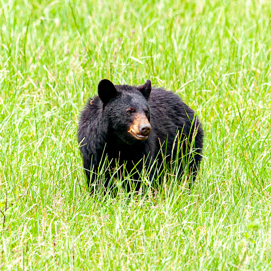 Black Bear, Cades Cove