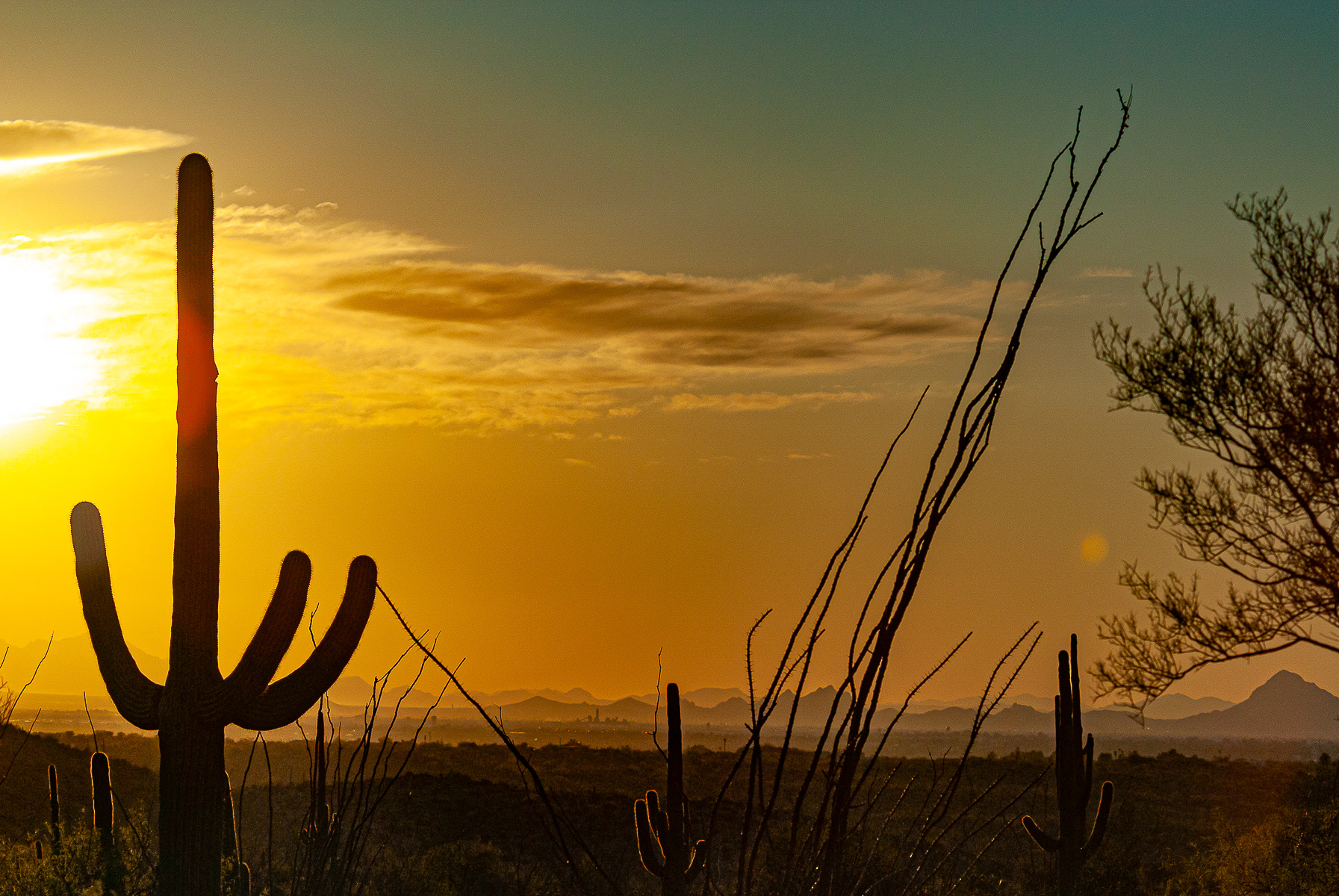 Saguaro National Park