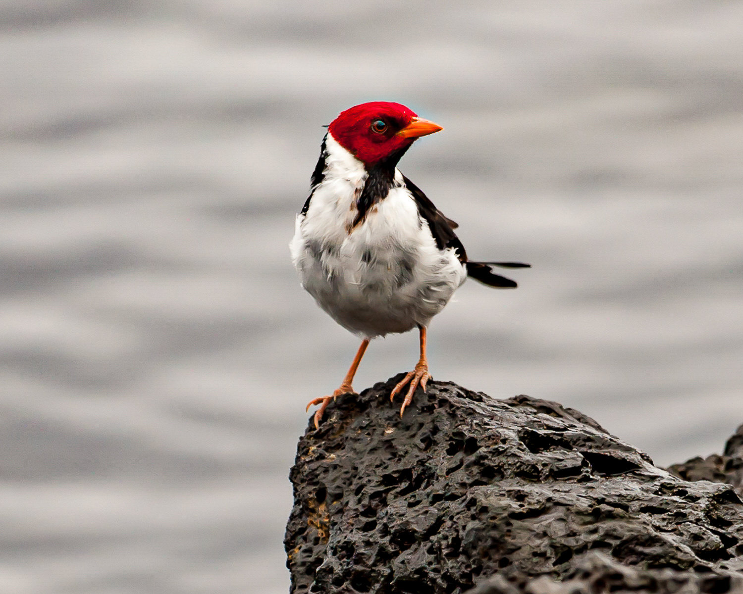 Adult Yellow-billed Cardinal, Big Island