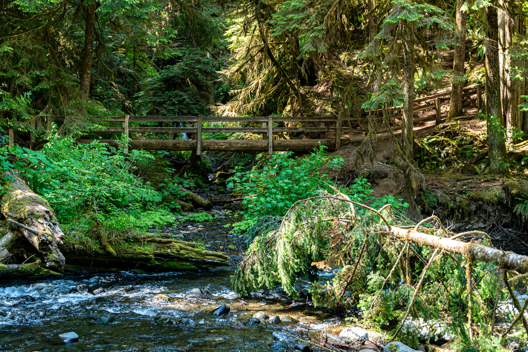 Marymere Falls Trail, Port Angeles
