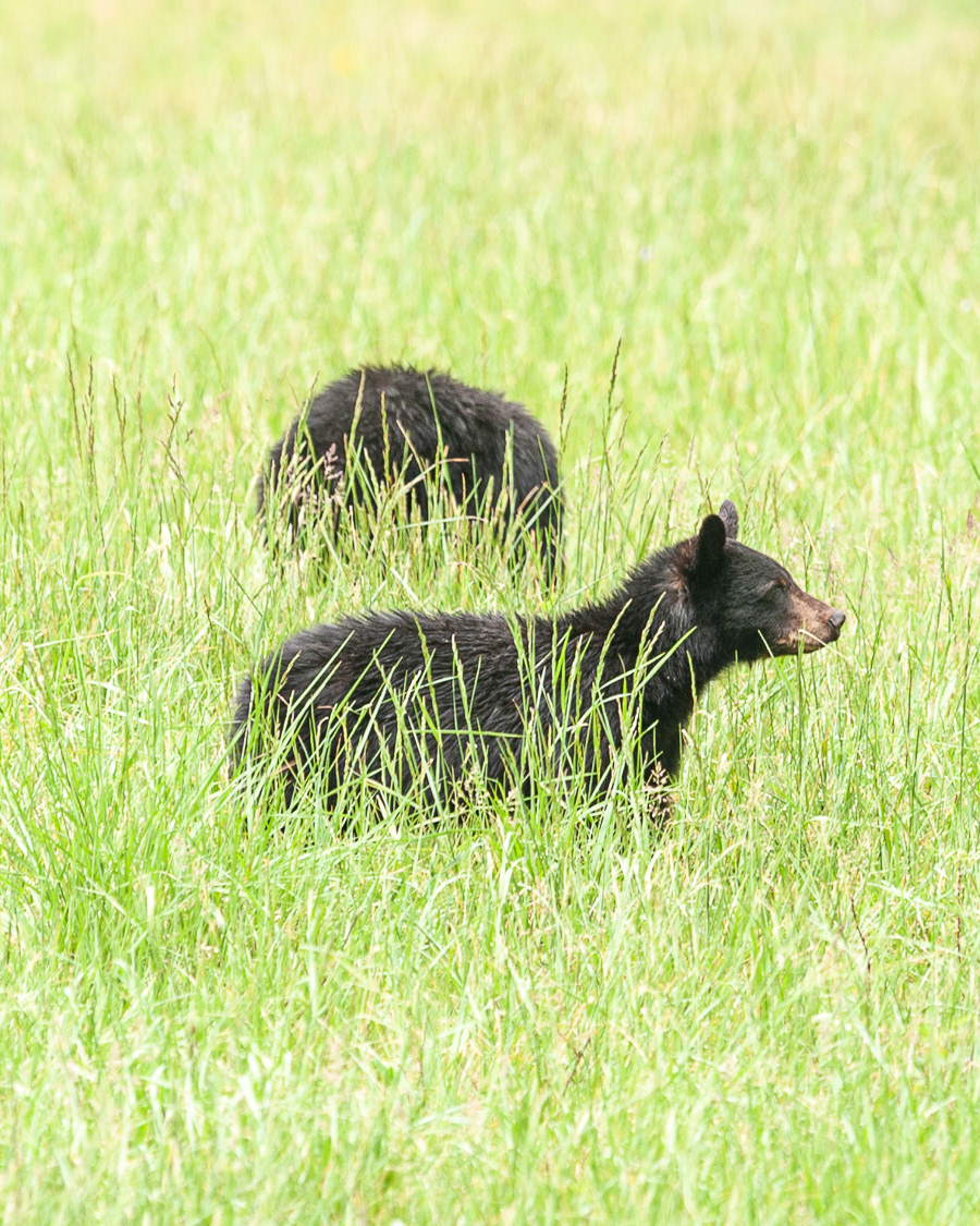 Black Bear, Cades Cove