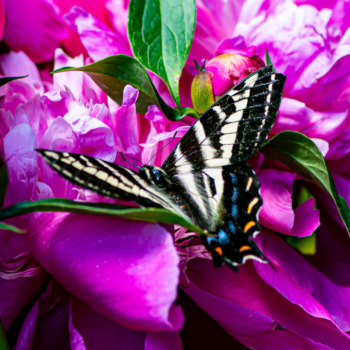 Pale Swallowtail, Victoria Butterfly Garden (captive)