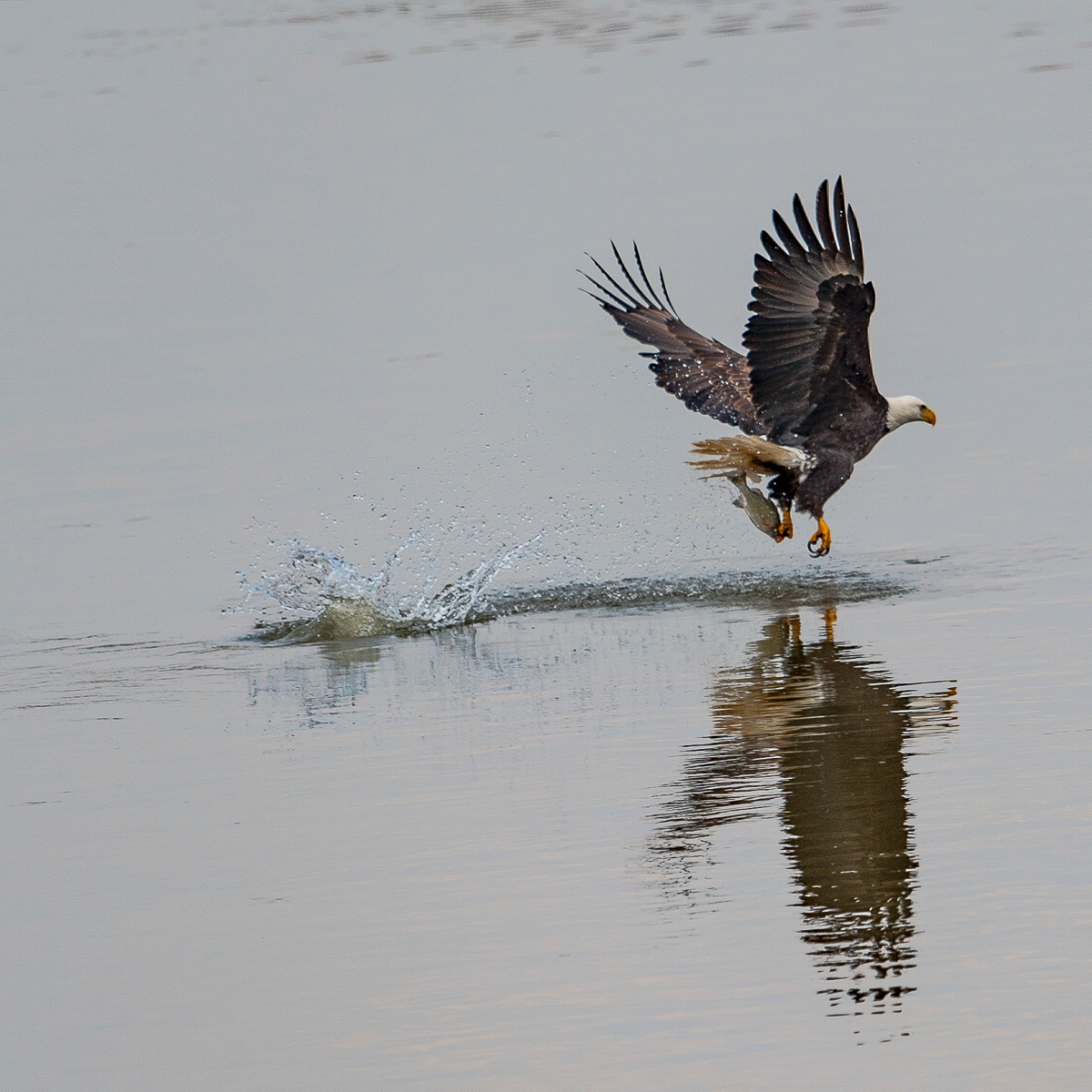 Bald Eagle, Darlington Maryland