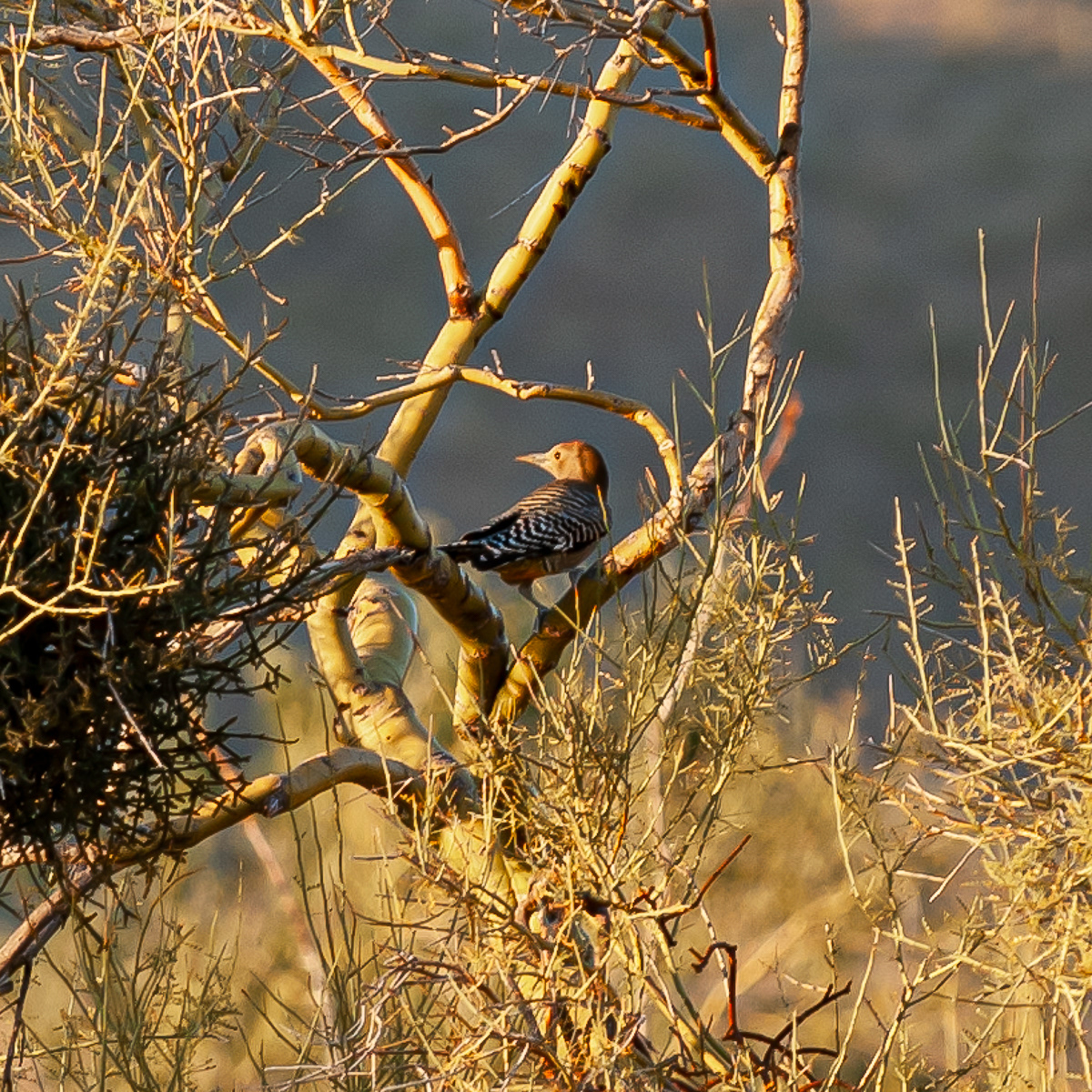 Gila Woodpecker, Saguaro National Park
