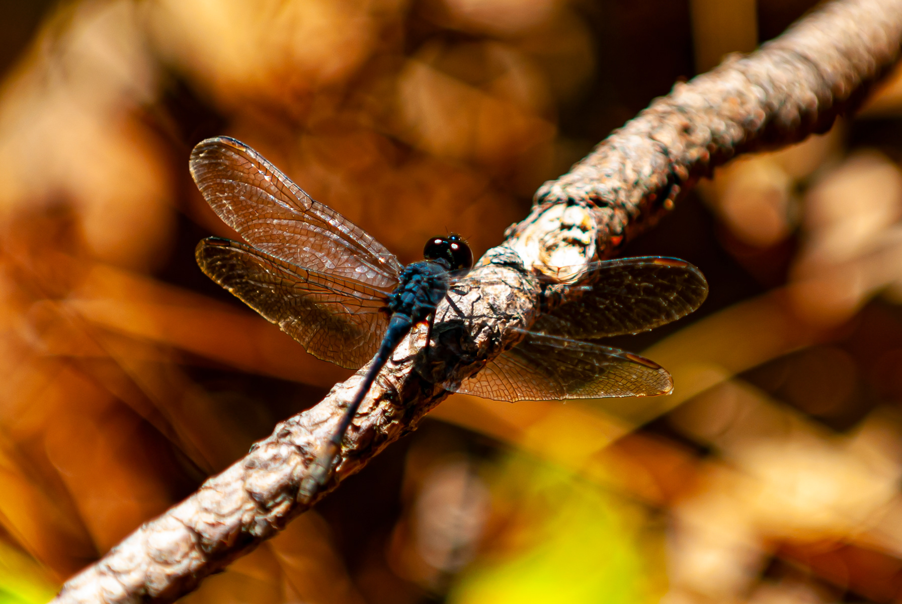 Seaside Dragonlet, Eastern Shore