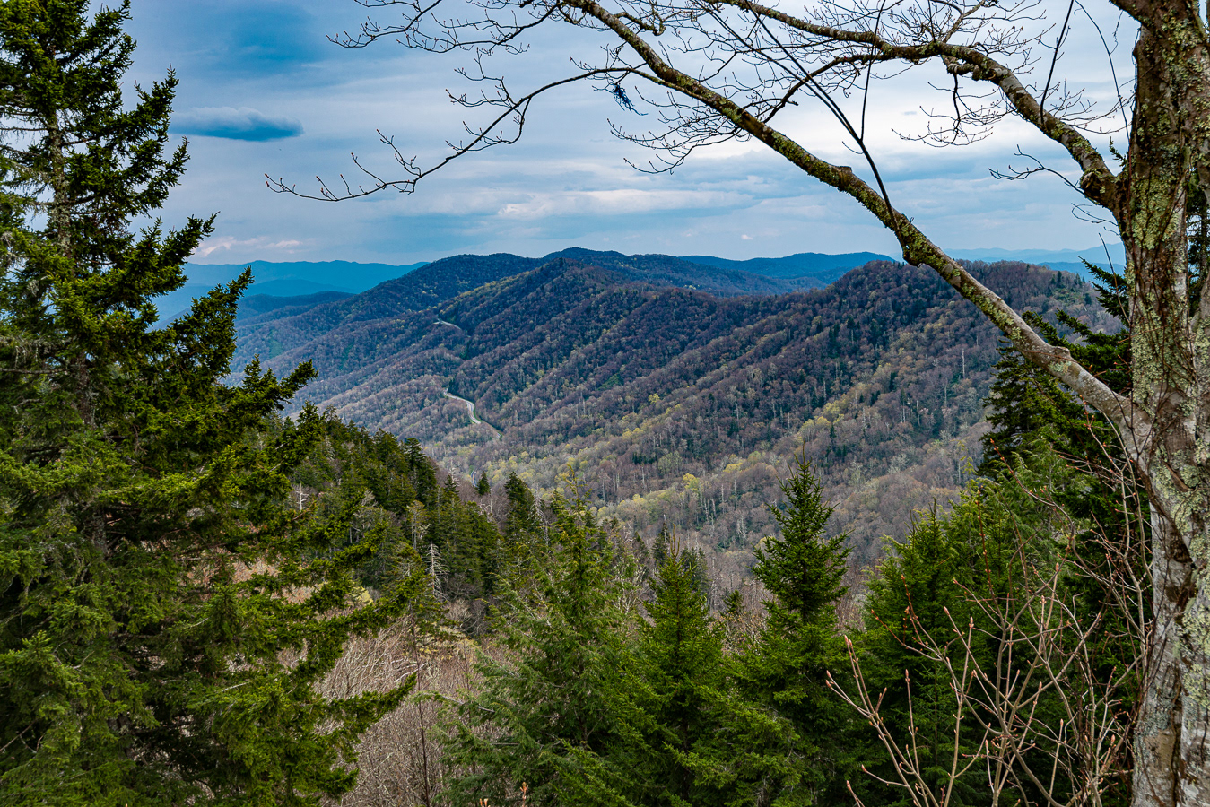 Along Road to Clingman's Dome, Smoky Mountain National Park