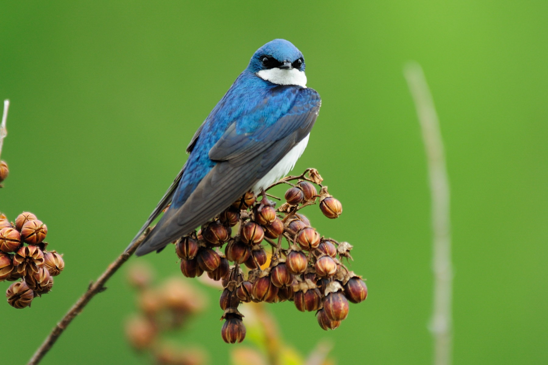 Tree Swallow, Wintergreen