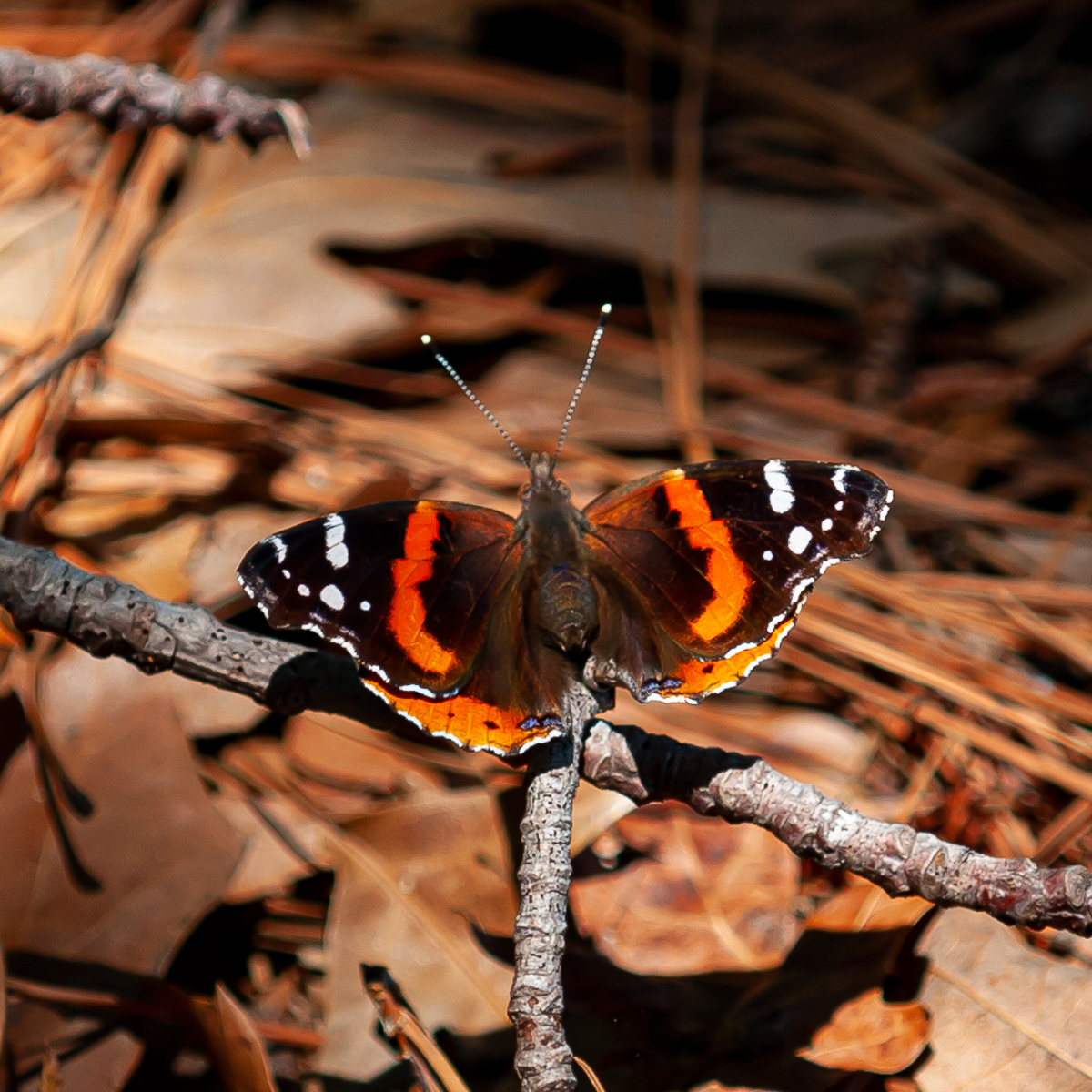 Red Admiral, Eastern Shore