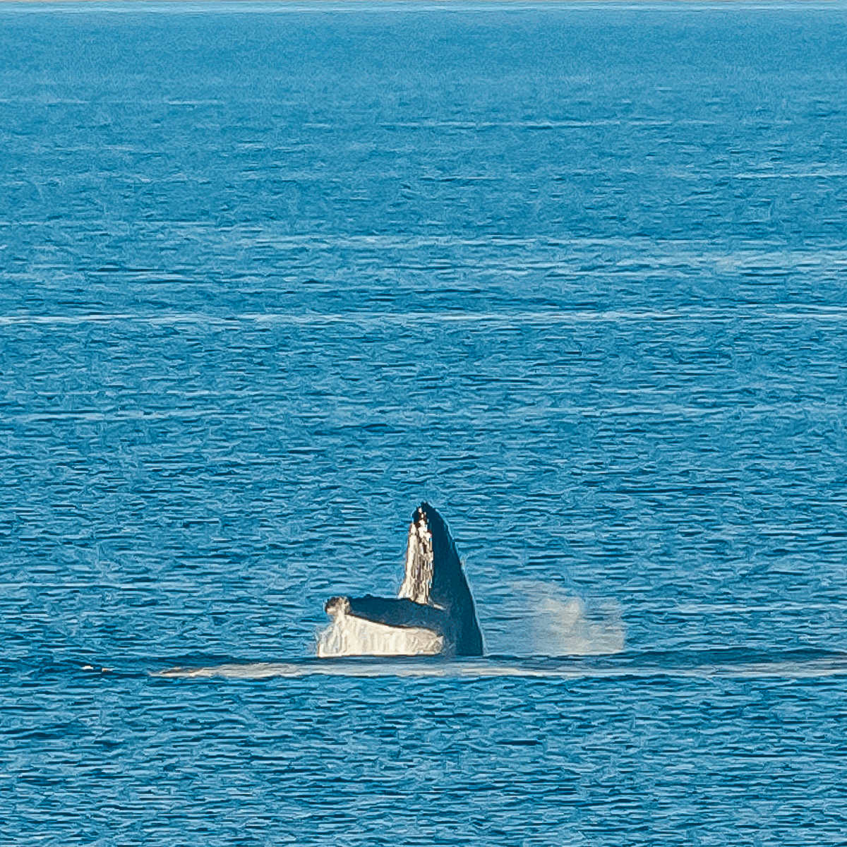 Humpback Whale, Big Island