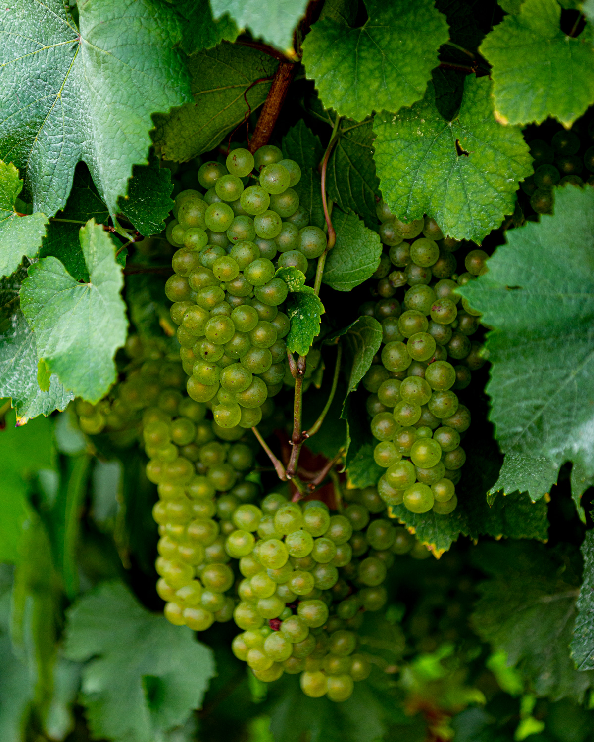 Grapes, Finger Lake Region