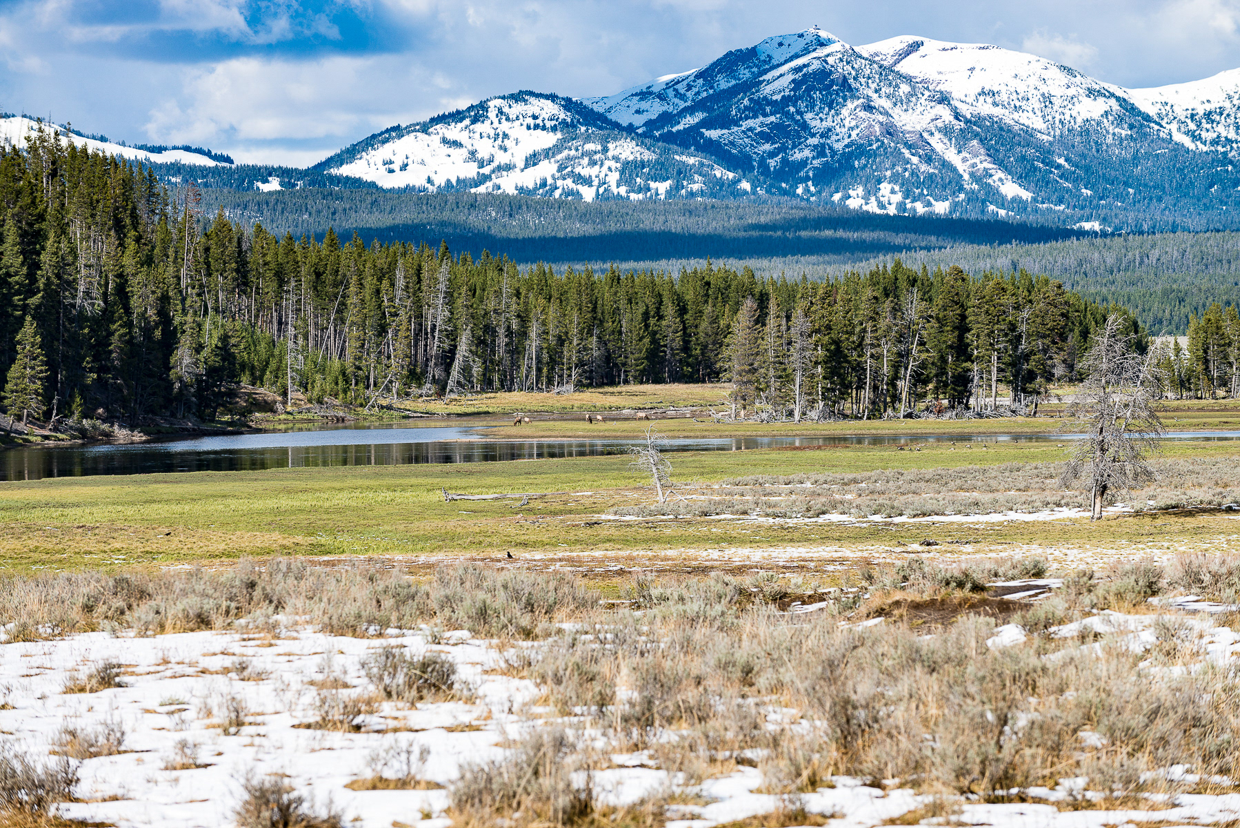 Elk, Yellowstone National Park