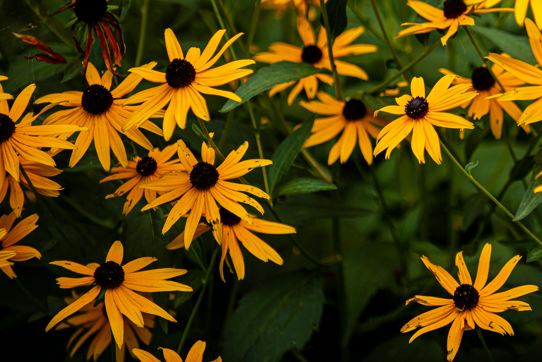 Rudbeckia Fulgida, Finger Lake Region