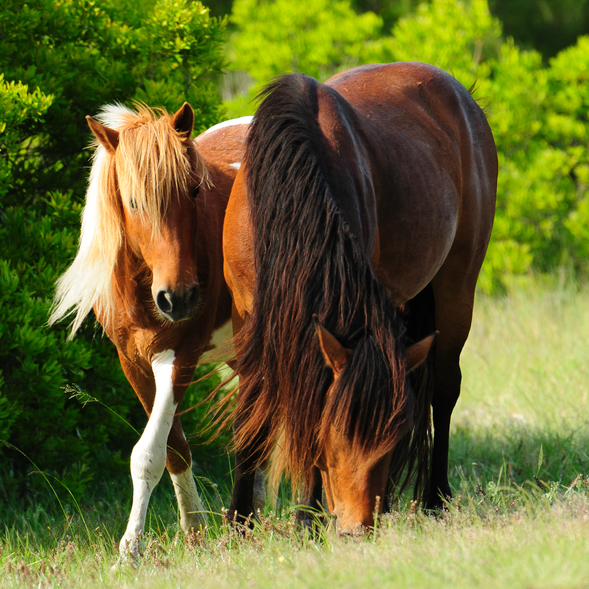 Feral Horses, Assateague Island National Seashore 