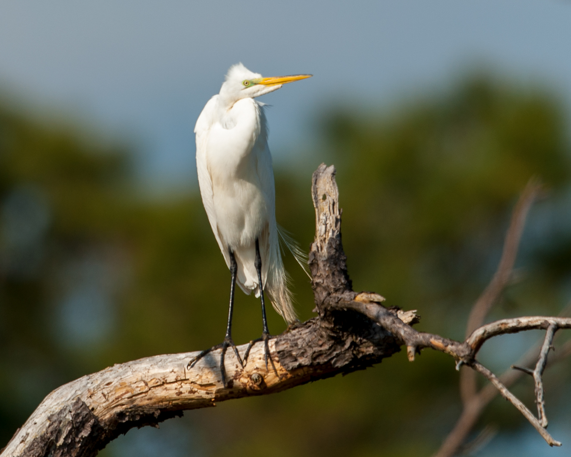 Great Egret, Cape May