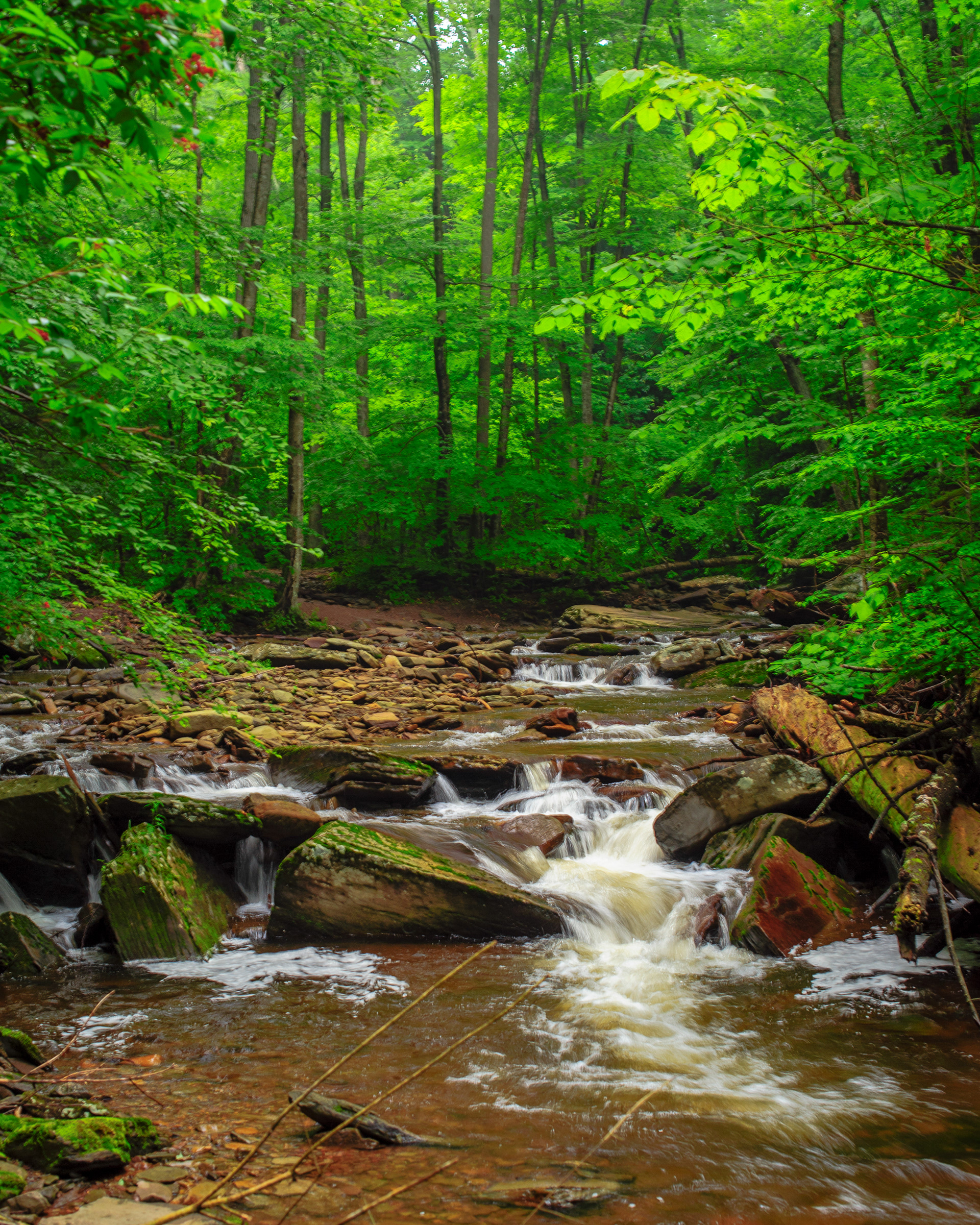 Kitchens Creek, Ricketts Glen State Park
