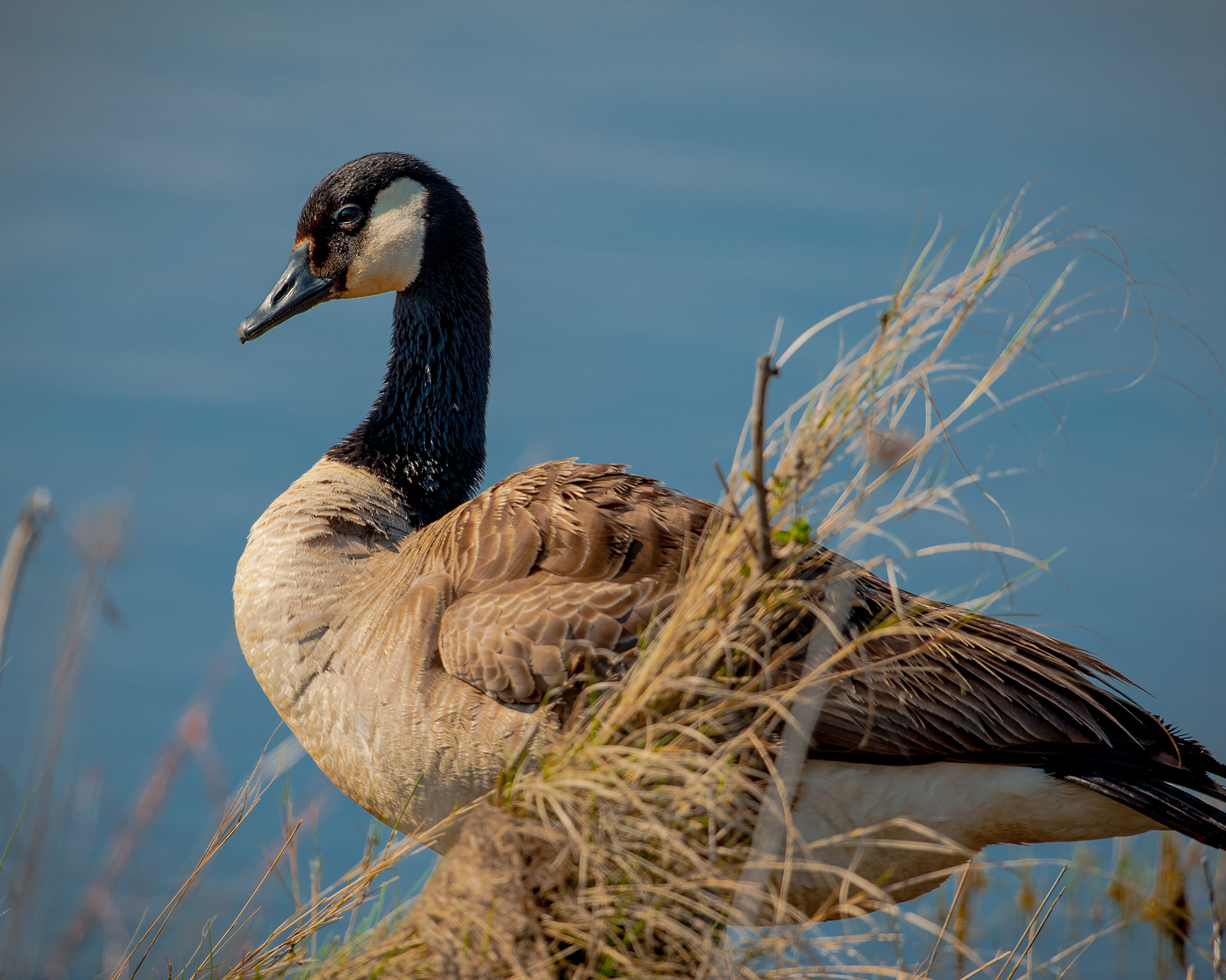 Canada Goose, Cape May