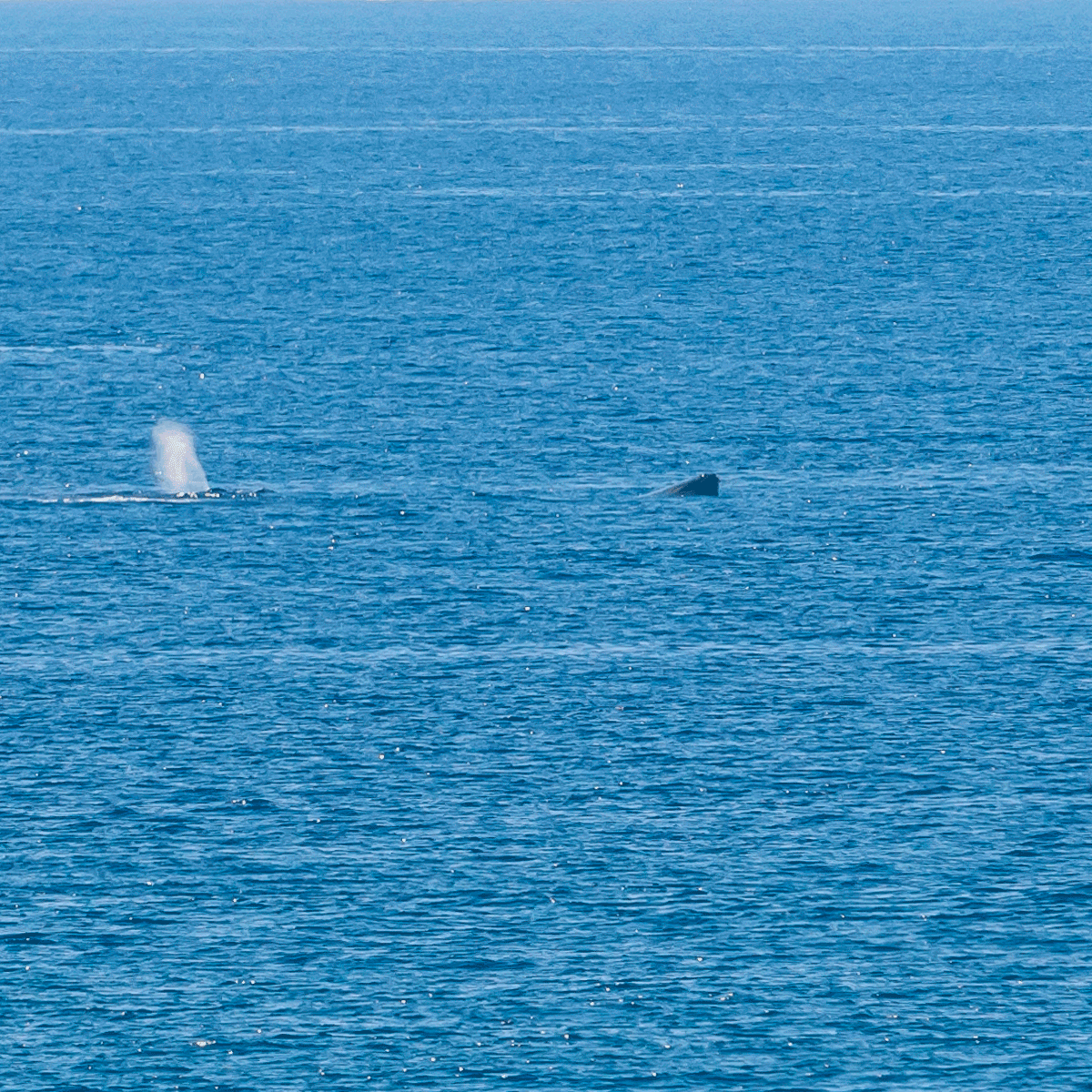Humpback Whale, Big Island
