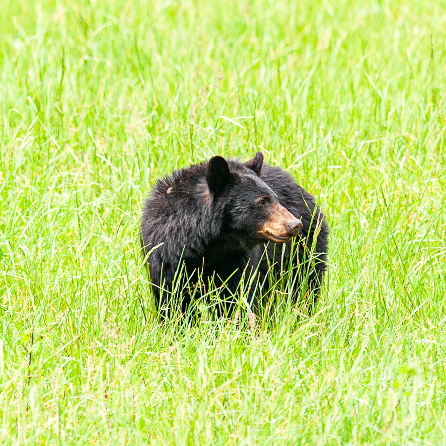 Black Bear, Cades Cove